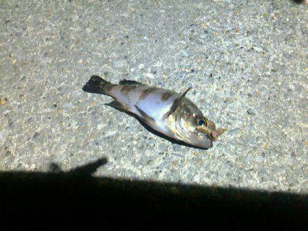 あれこれ仕掛は車に積み込んでおくべきかな